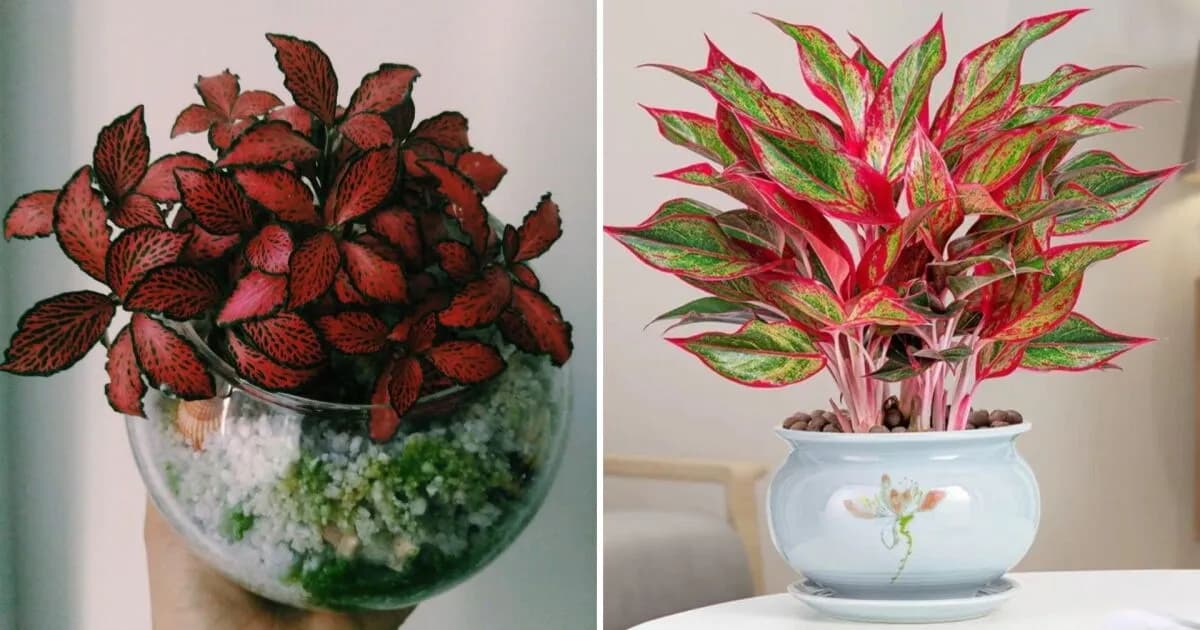 Cuatro plantas rojas ideales para interiores y de fácil mantenimiento