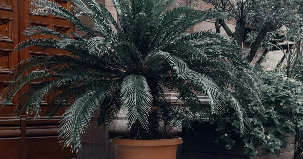 Cica: La planta de interior que es un fósil viviente