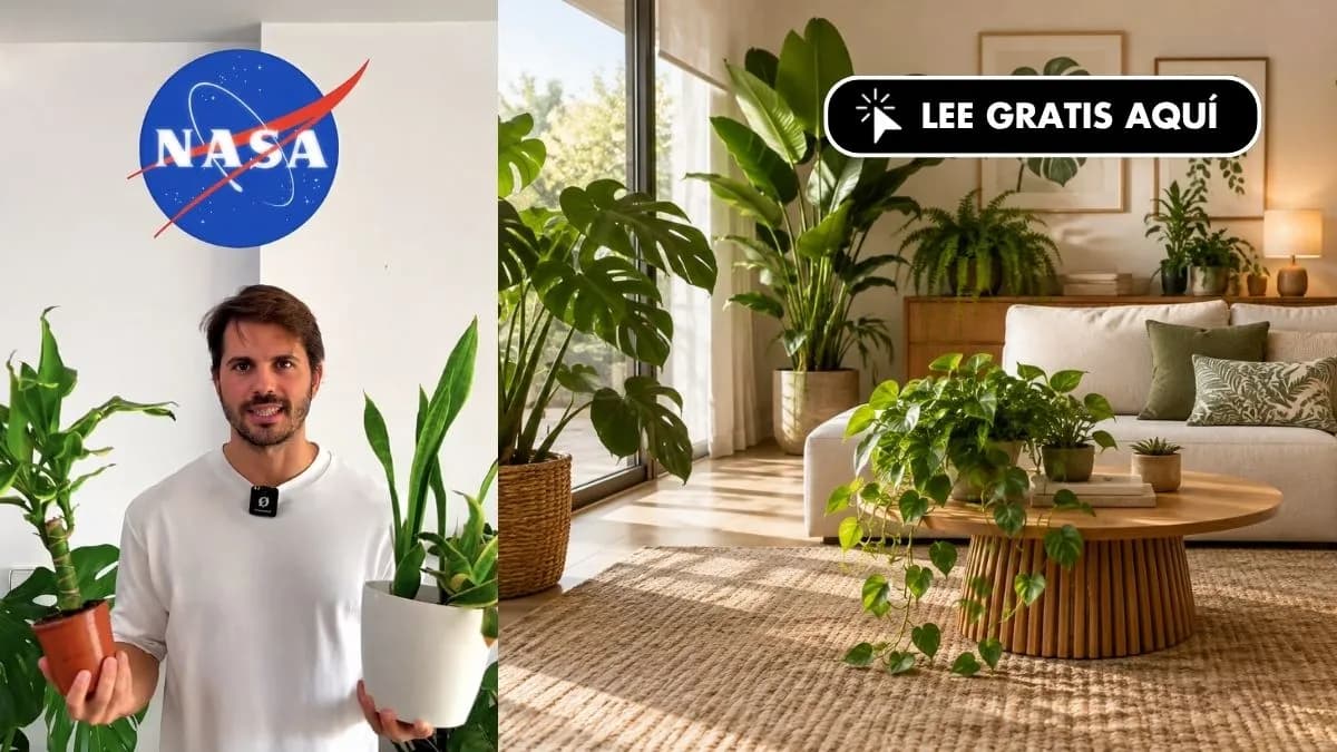 Cinco plantas de interior recomendadas para mejorar la calidad del aire