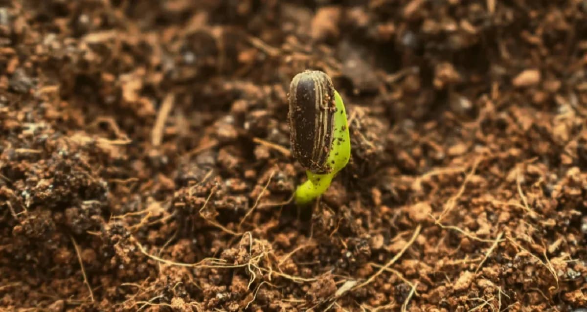 Factores que afectan la germinación de semillas