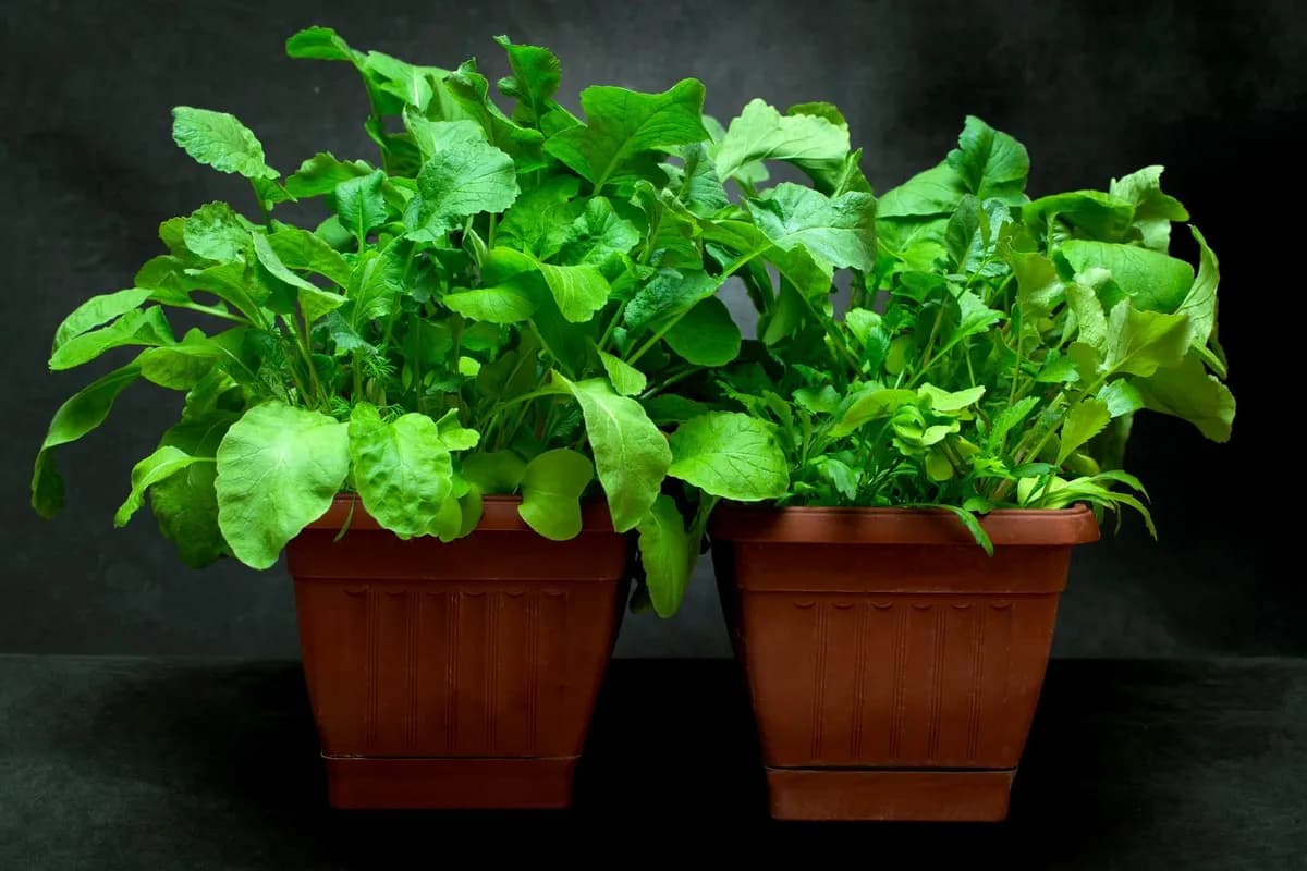 Hortalizas ideales para huertos con poca luz y profundidad
