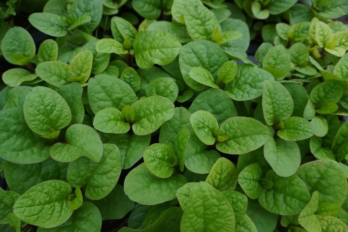 Espinaca de Malabar: Cultivo y Uso Culinario