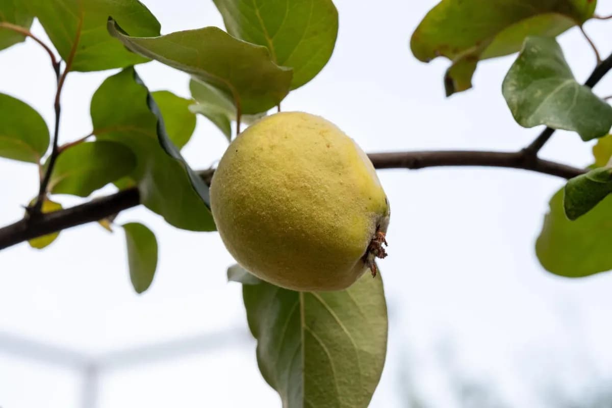 Guía para Cultivar Membrillo en el Huerto