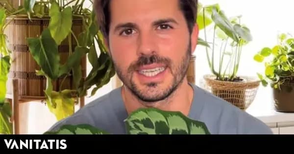Consejos de Álvaro Pedrera para el cuidado de plantas de interior