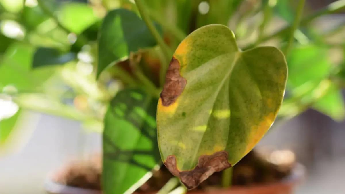 Causas del secado de plantas de interior: más que solo falta de agua