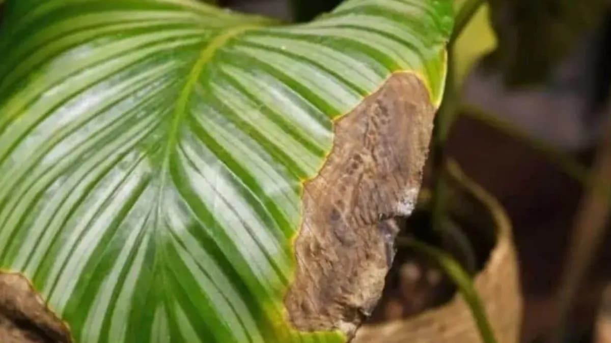 Causas de las puntas marrones en las hojas de las plantas y cómo solucionarlo