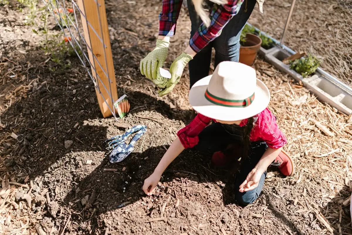 Flores para sembrar directamente en el jardín sin semilleros