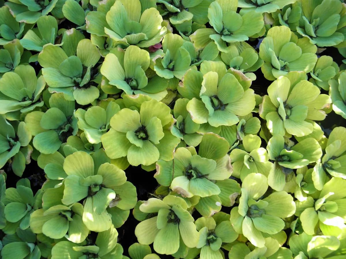 Cuidado de la Lechuga de Agua (Pistia stratiotes)
