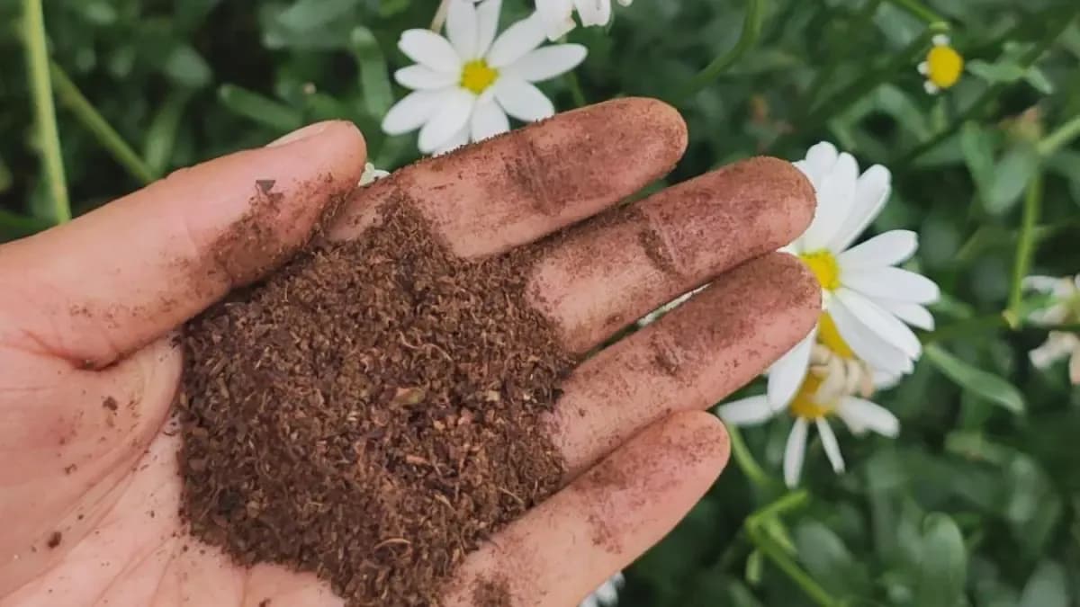 Consejos de Justin Hancock: ¿Por qué tu planta deja de crecer?