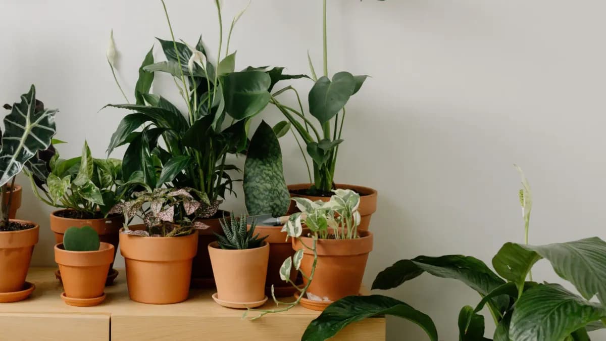 Cuidados esenciales para la Aspidistra, la 'planta de hierro'
