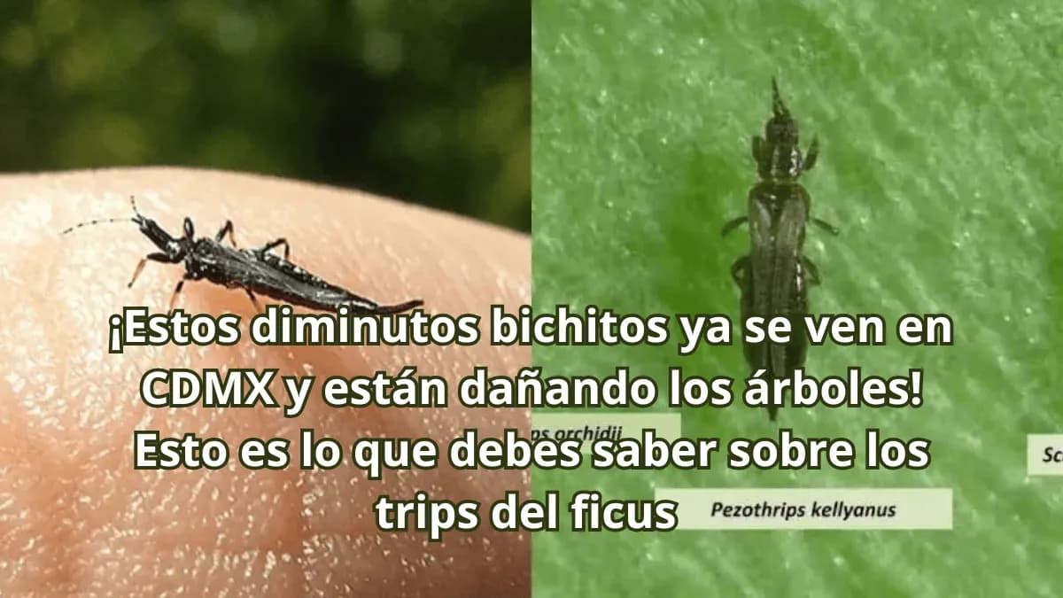 Trips del ficus: un insecto dañino para los árboles urbanos
