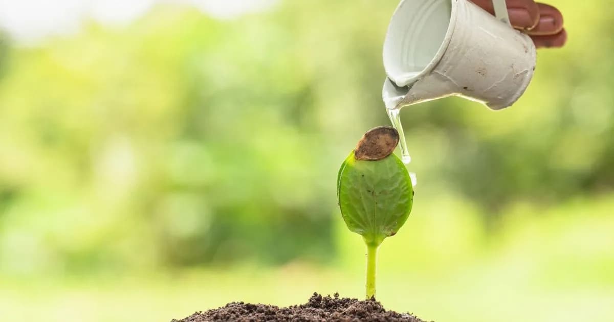 Consejos para cuidar el jardín y plantas de interior en agosto