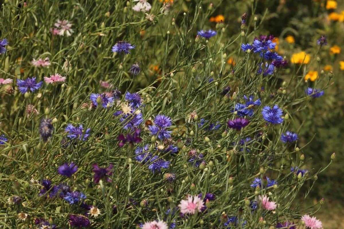Transforma tu jardín en un refugio natural