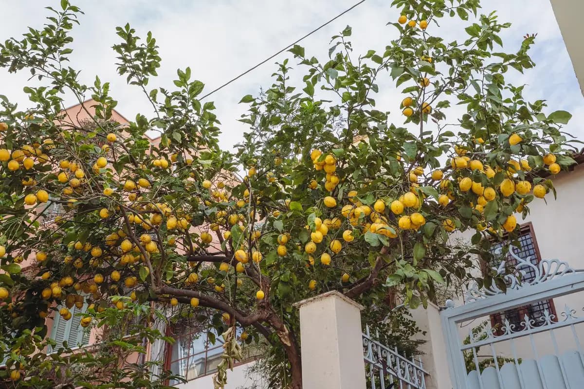 Cómo embellecer tu jardín plantando alrededor del limonero