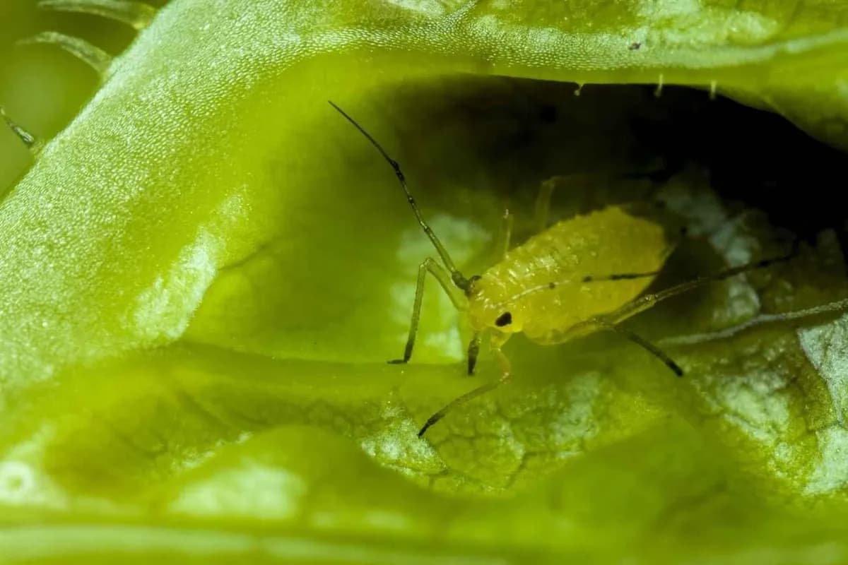 Cómo detectar y eliminar pulgones en primavera