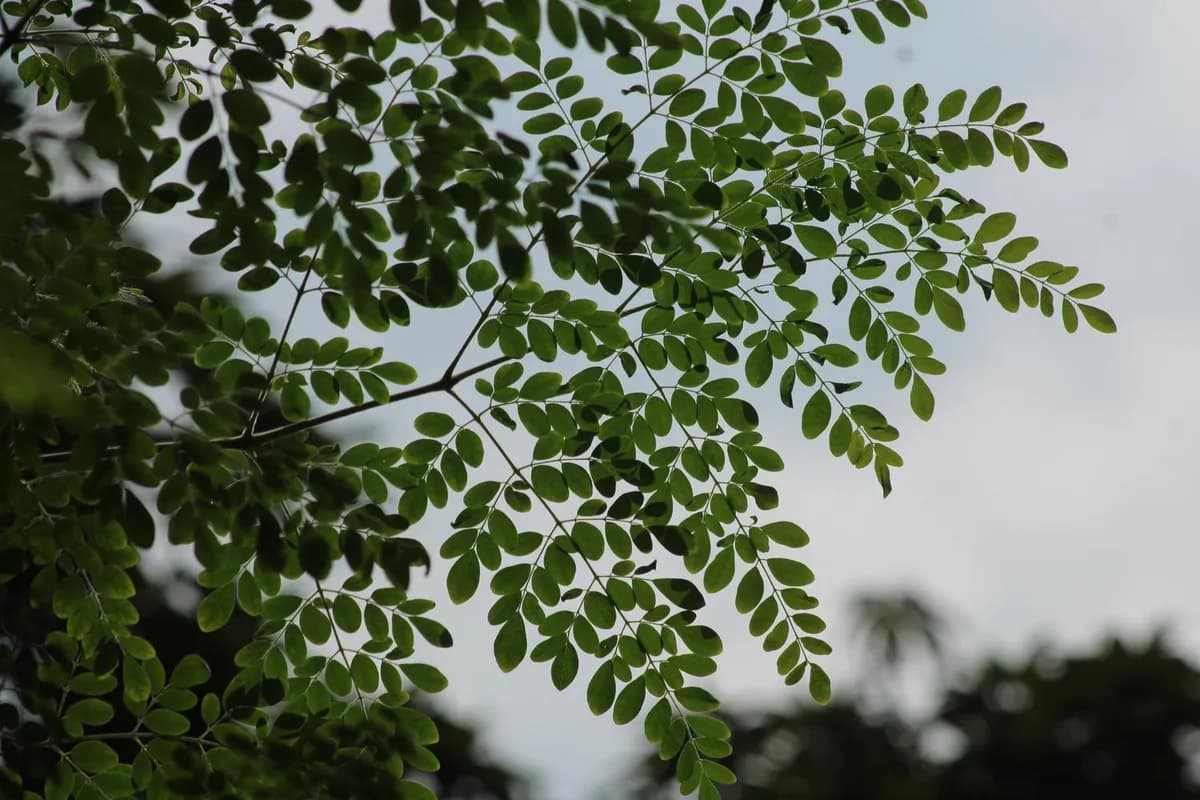 Guía para Cultivar el Árbol de Moringa en tu Jardín