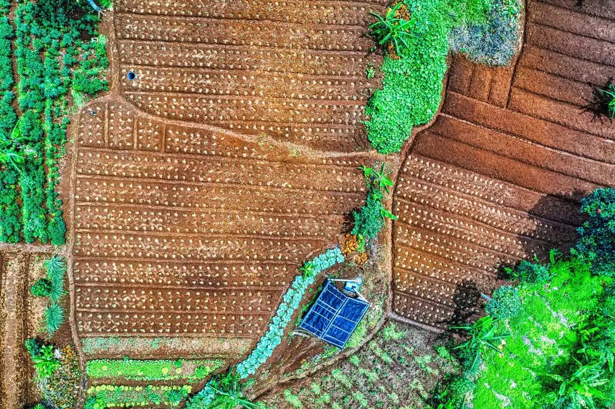 Control Biológico de Enfermedades Vegetales: Estrategias Sostenibles