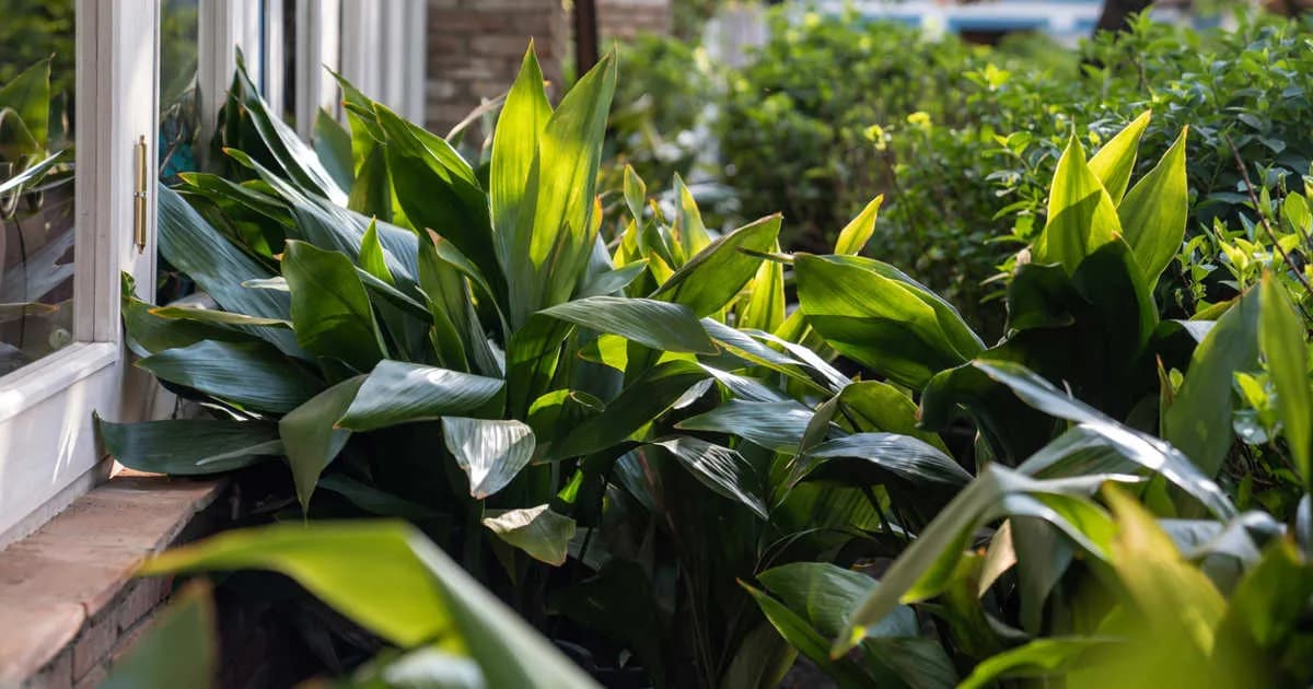 Consejos para cuidar la aspidistra y tratar las hojas amarillas