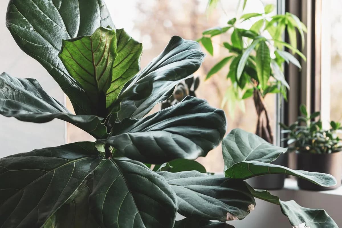 El auge de las plantas de interior de gran tamaño: Guía de cuidados y diseño