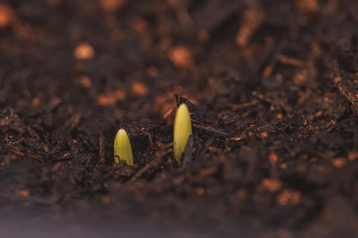 Cómo germinar semillas que requieren frío en casa