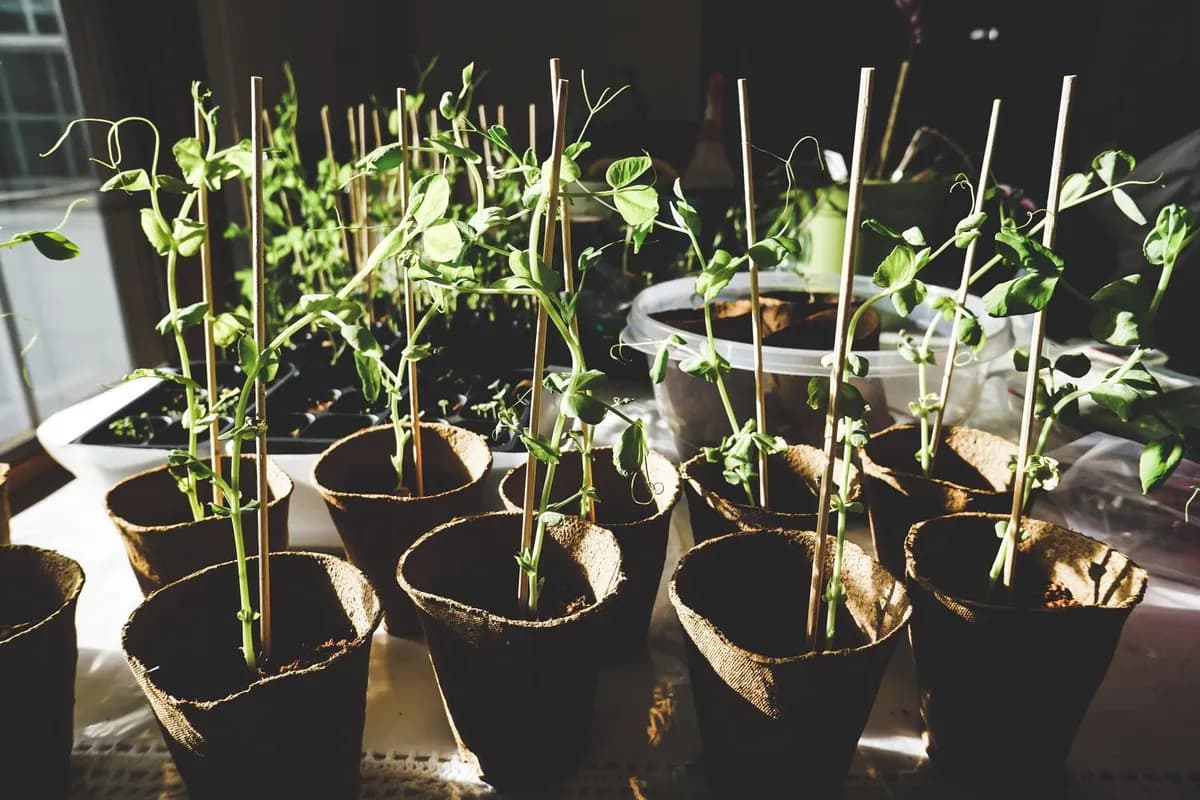 Guía sobre las mejores variedades de guisantes para cultivar en casa
