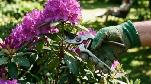 Importancia de desinfectar tijeras de podar en jardinería