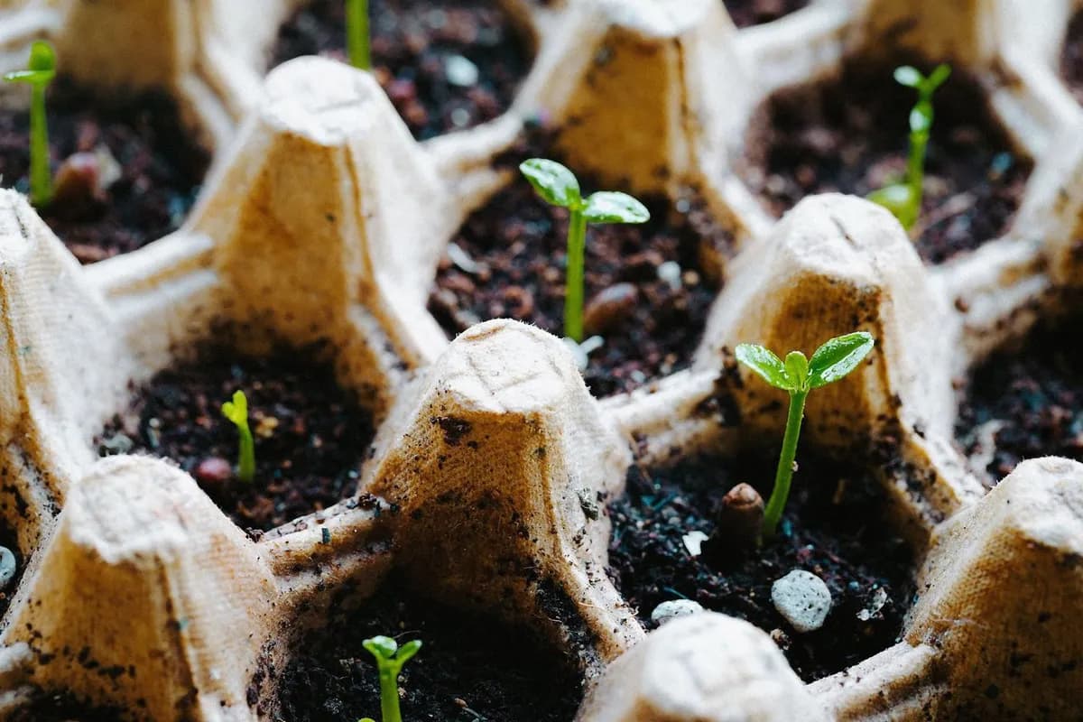 Guía para Plantar en Primavera: Huerto y Jardín