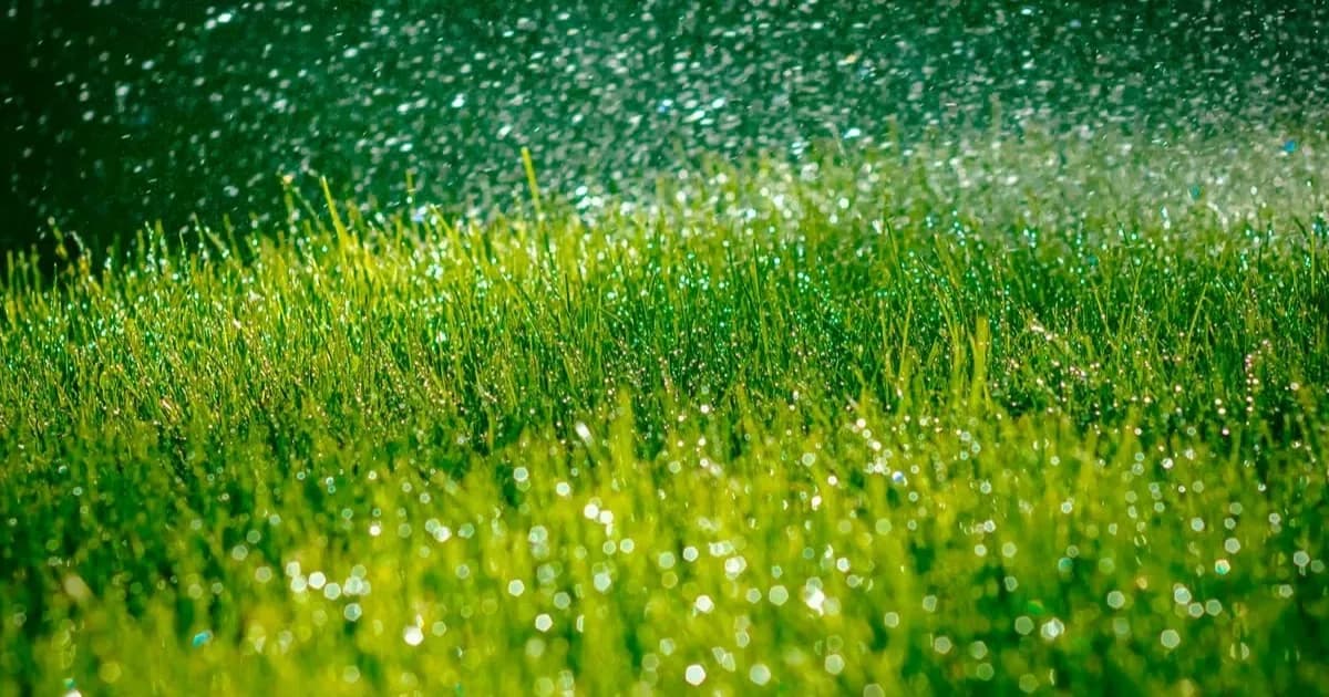 Consejos para cuidar plantas durante lluvias y cambios de temperatura en San Juan