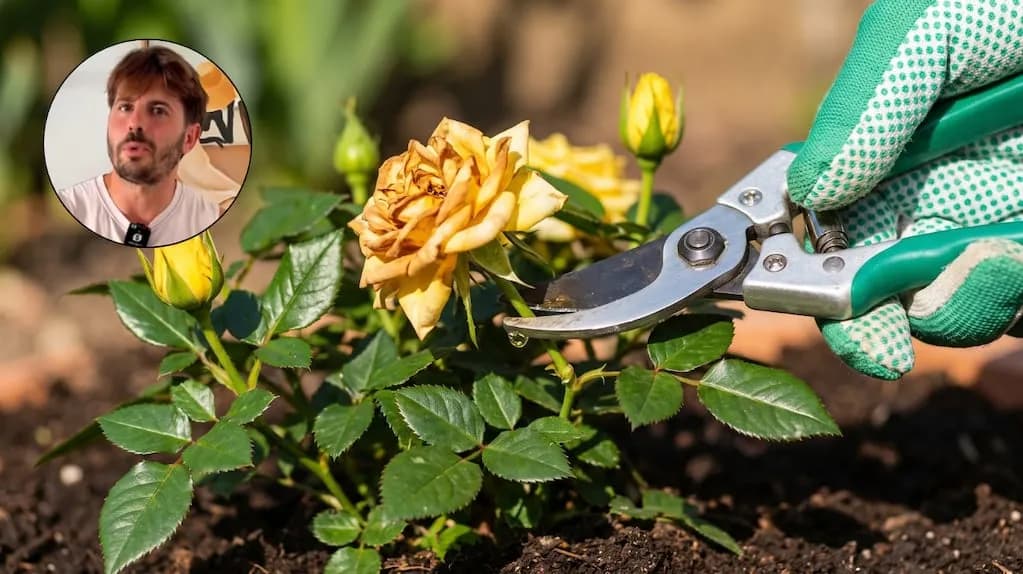 Consejos de poda para mantener plantas saludables