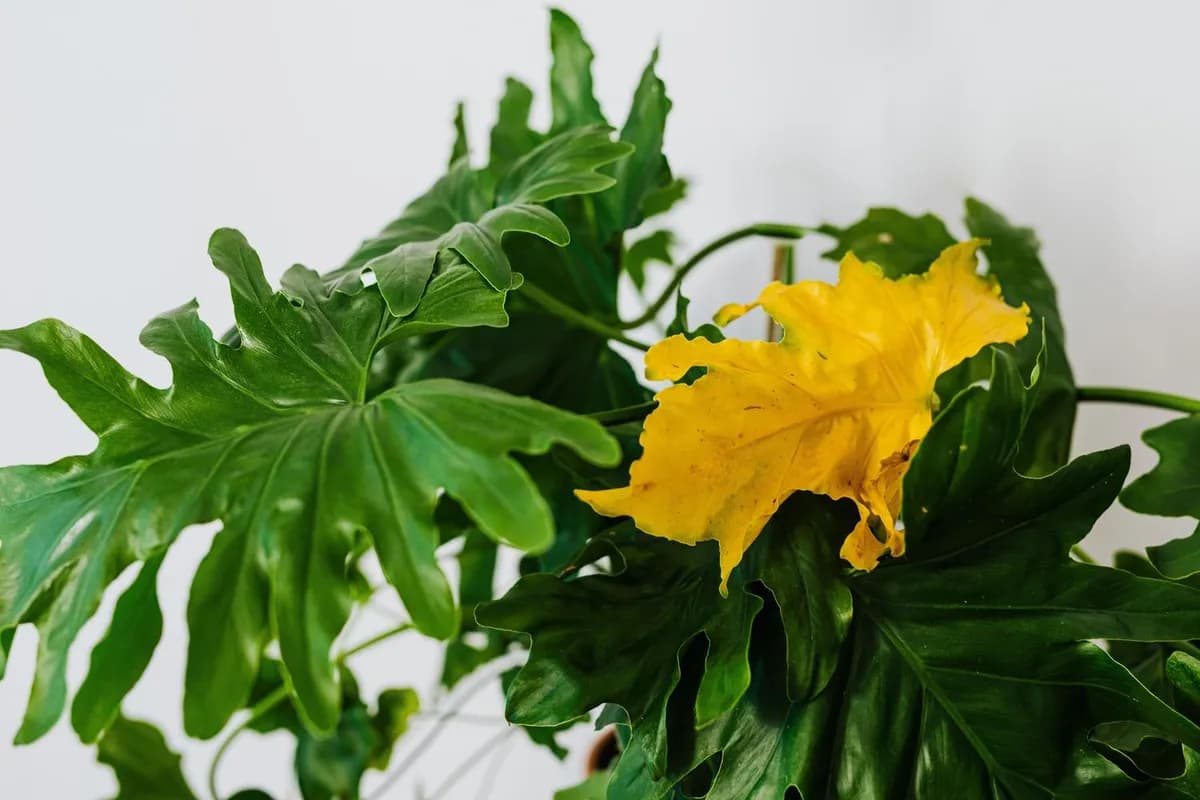 Cómo recuperar el color de las hojas de tus plantas