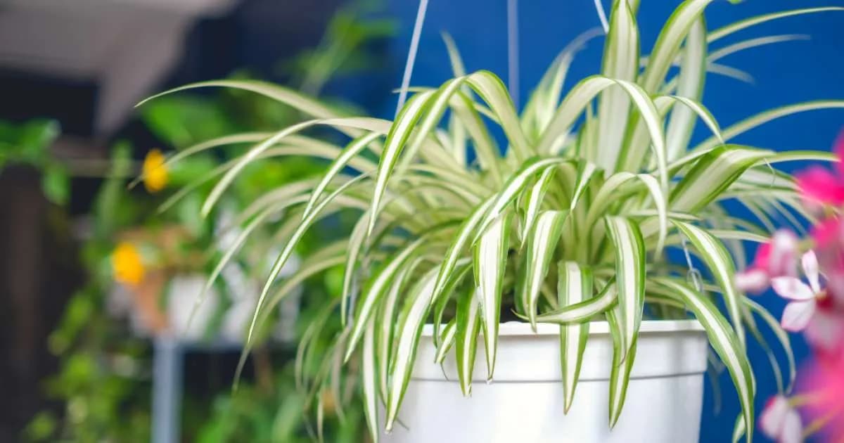 Consejos para ubicar y cuidar la planta mala madre en casa
