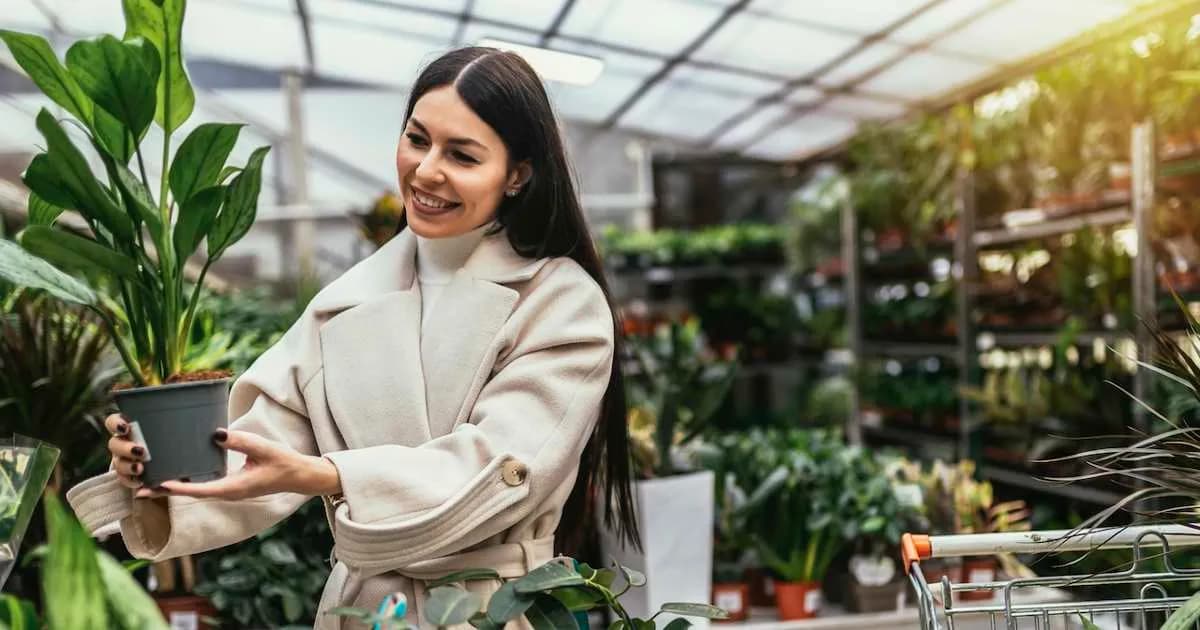 Consejos esenciales para el cuidado de nuevas plantas de interior