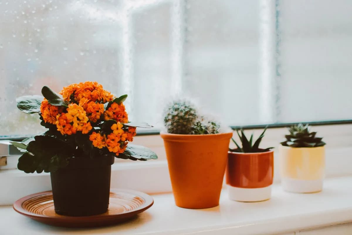 Cómo Ajustar el Riego de Plantas en Otoño