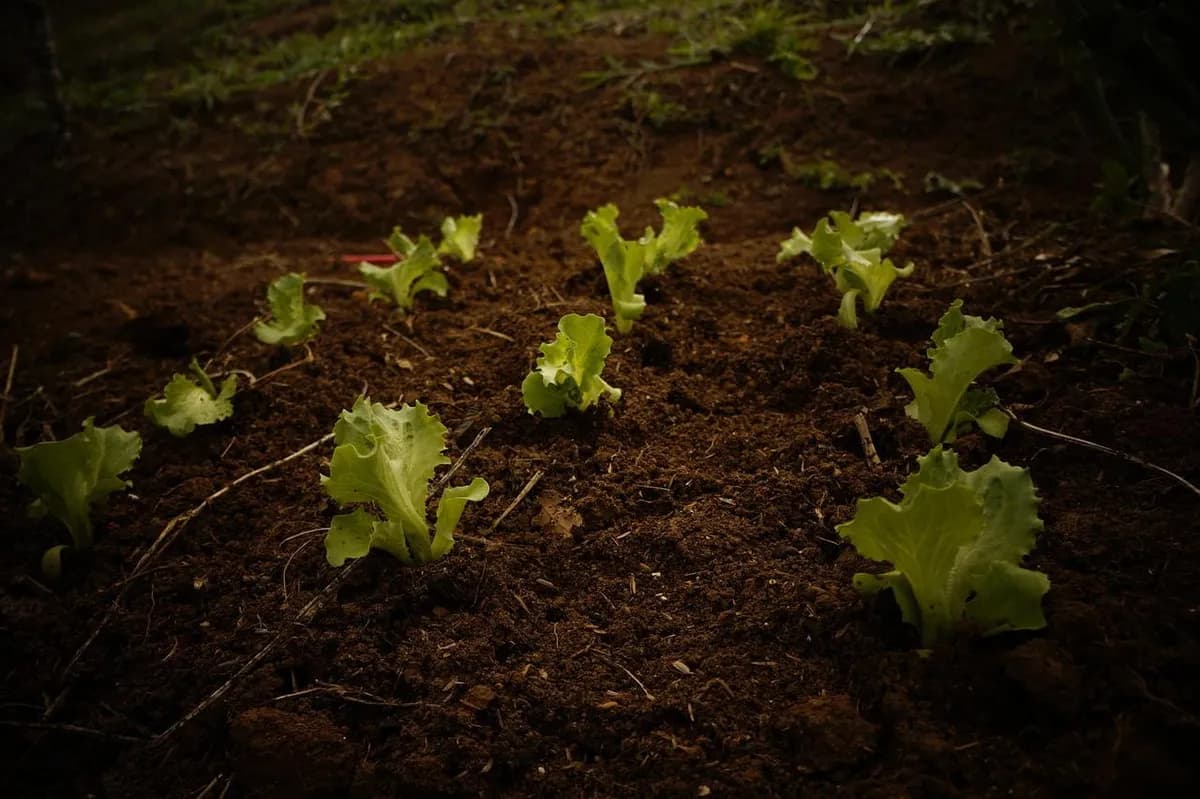 Cultivos recomendados tras la cosecha de tomates para mejorar el suelo