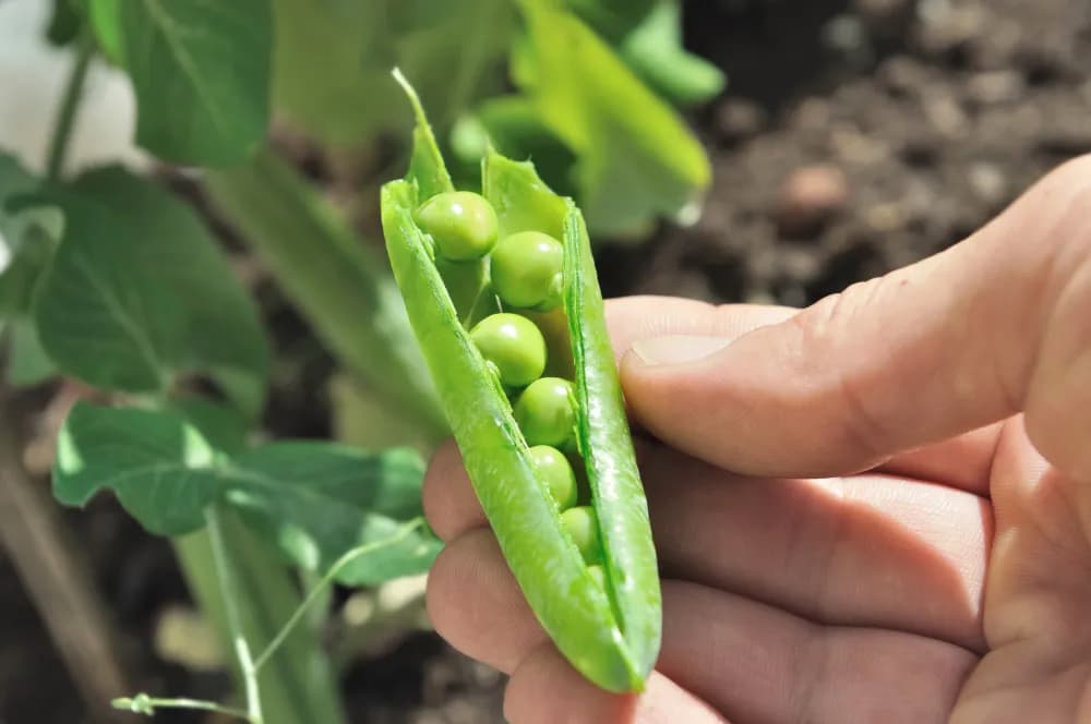 Cuatro variedades de guisantes para sembrar este otoño