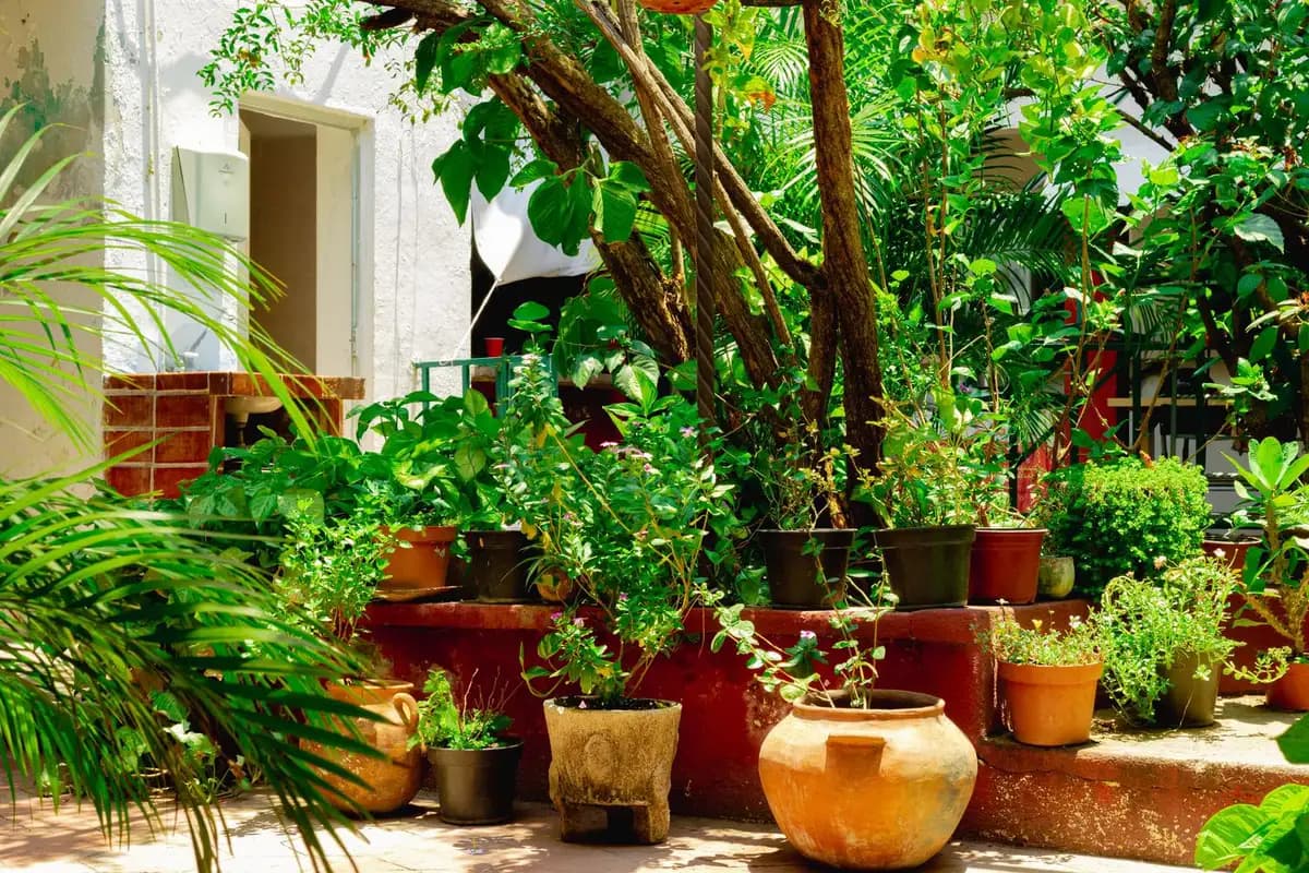 Guía para Cultivar Hortalizas en Macetas Grandes en tu Terraza