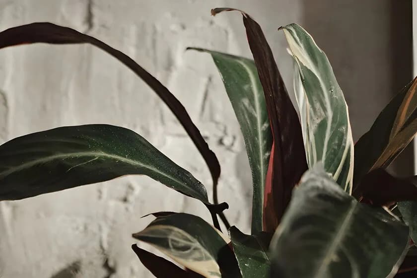 Consejos de Álvaro Pedrera para cuidar plantas de interior en ambientes secos