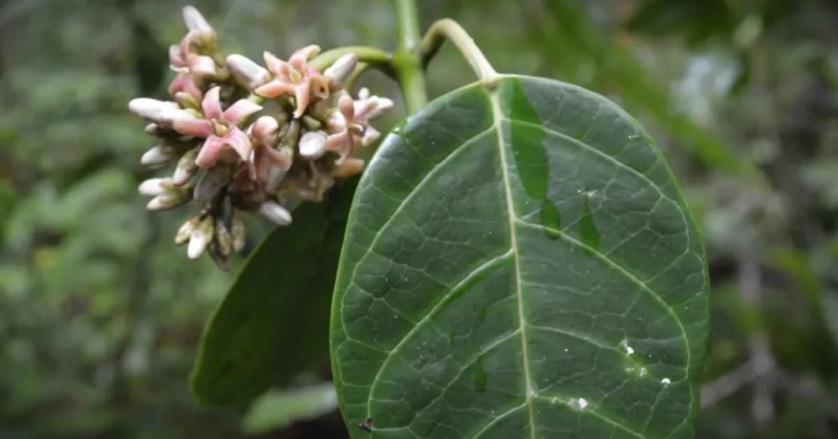 Descubrimiento de nueva especie de planta en México por investigadores de la UNAM