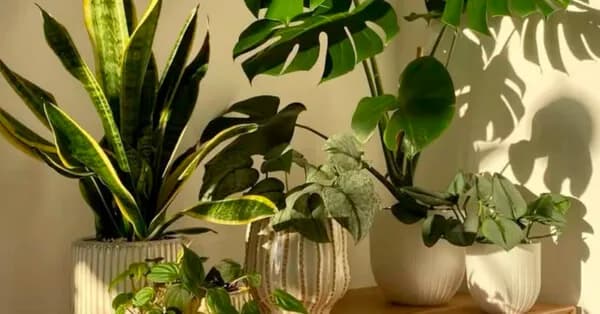 Cómo cuidar las plantas en primavera: errores a evitar