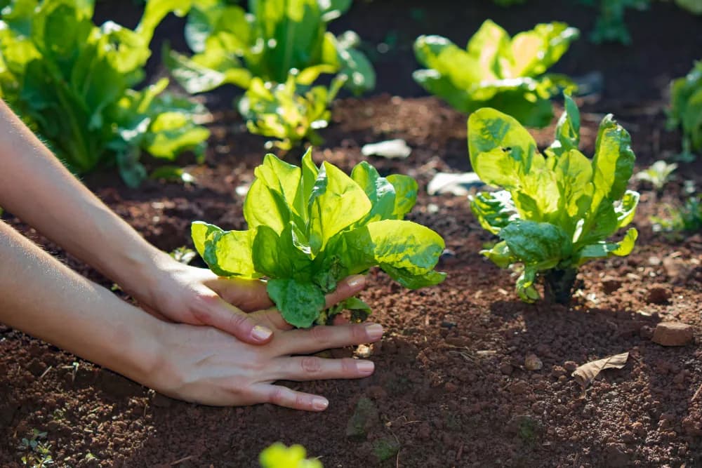 Blanqueamiento de hortalizas: técnica y beneficios en el huerto