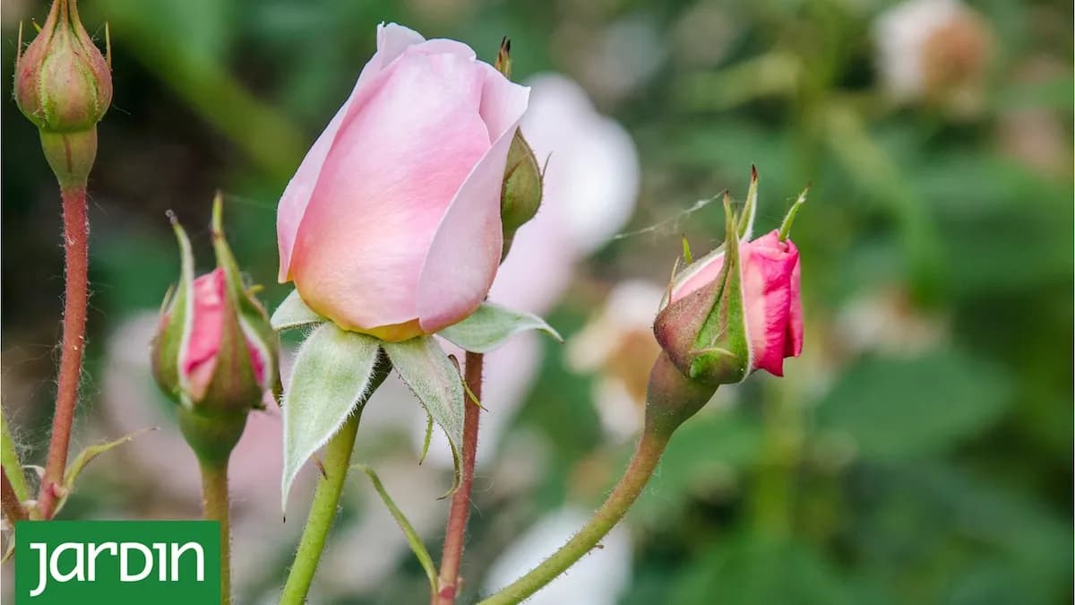 Cuidados esenciales para rosales en la primera floración