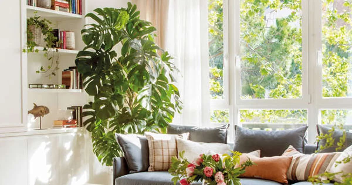 Consejos para el cuidado de la begonia maculata