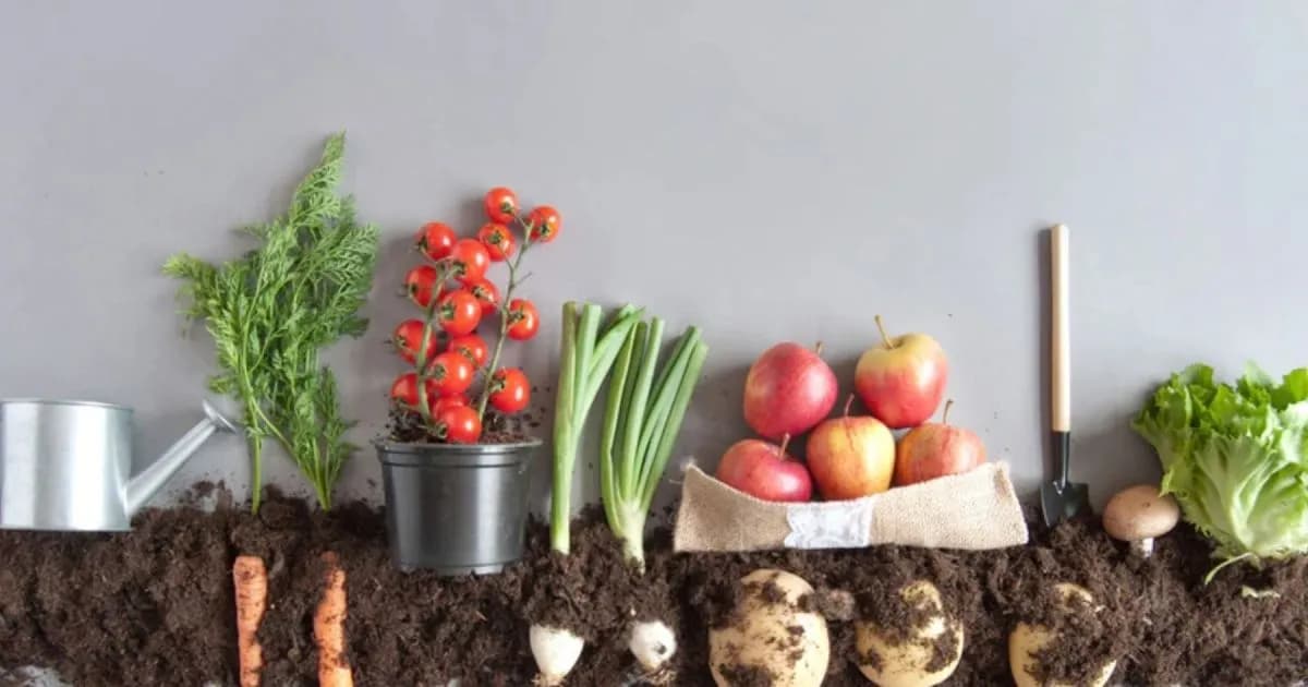 Cultivos ideales para sembrar en octubre y cuidar tu huerto en casa
