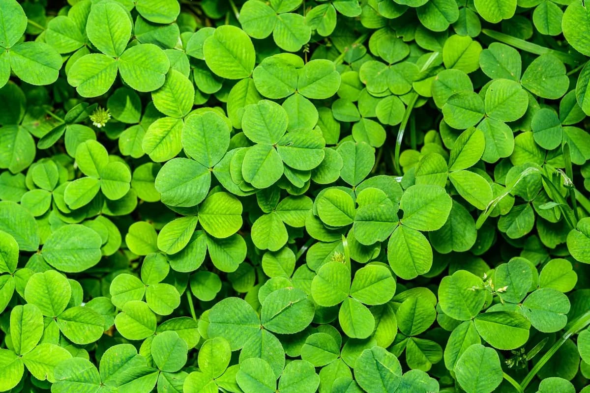 Plantas ideales para cultivar bajo árboles frutales