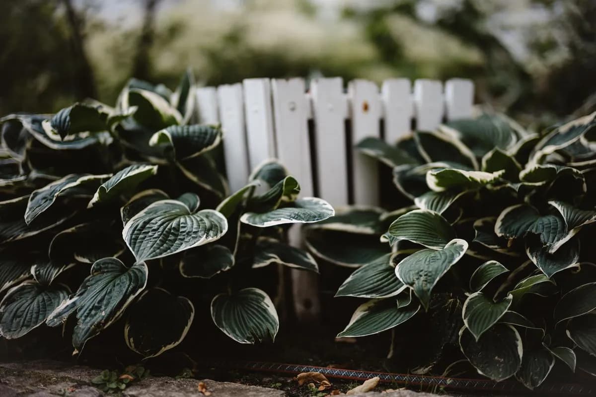 Cultivar plantas y hortalizas en zonas de sombra: guía práctica