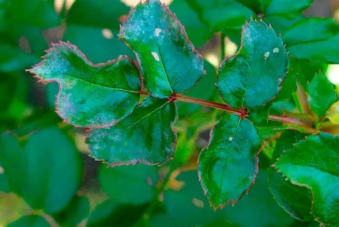 Enfermedades Comunes del Rosal y su Prevención Ecológica
