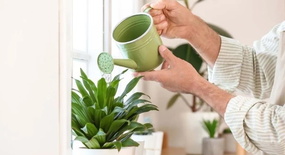 Evita el riego automático: claves para cuidar tus plantas