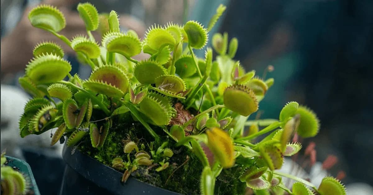 Exposición de Plantas Carnívoras en Bogotá: Más de 1.000 Ejemplares