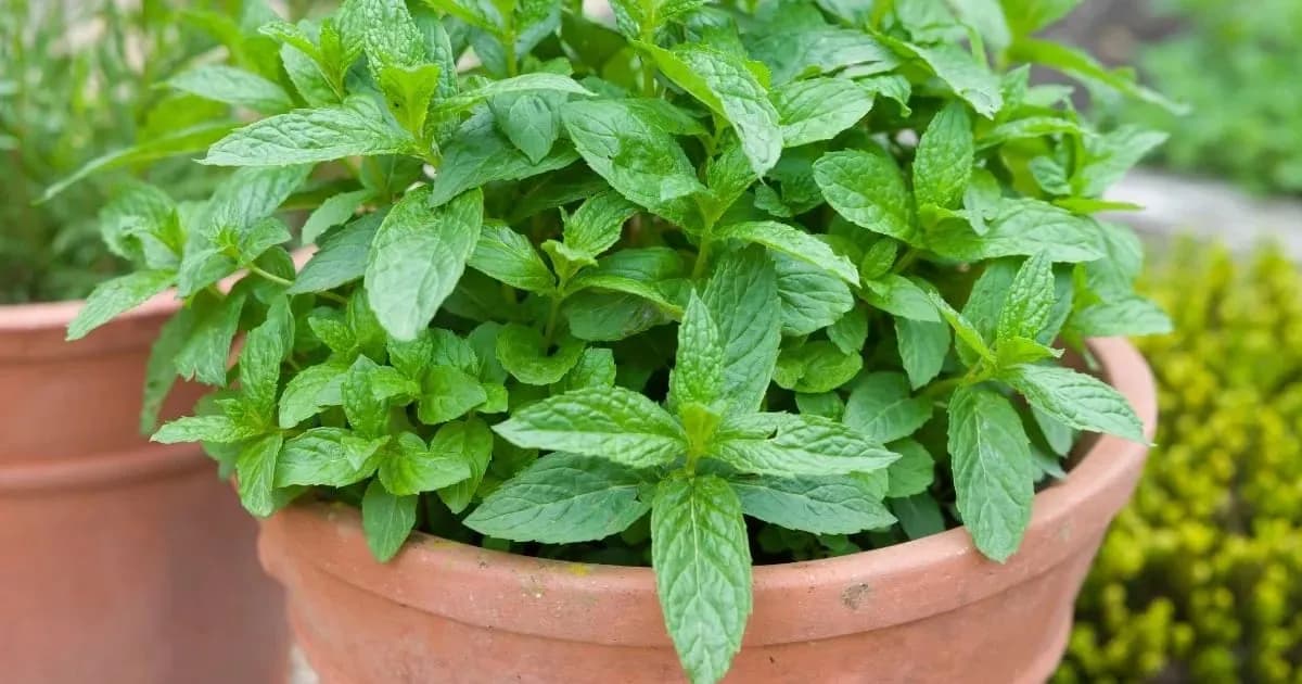 Cuatro plantas aromáticas ideales para cultivar en octubre