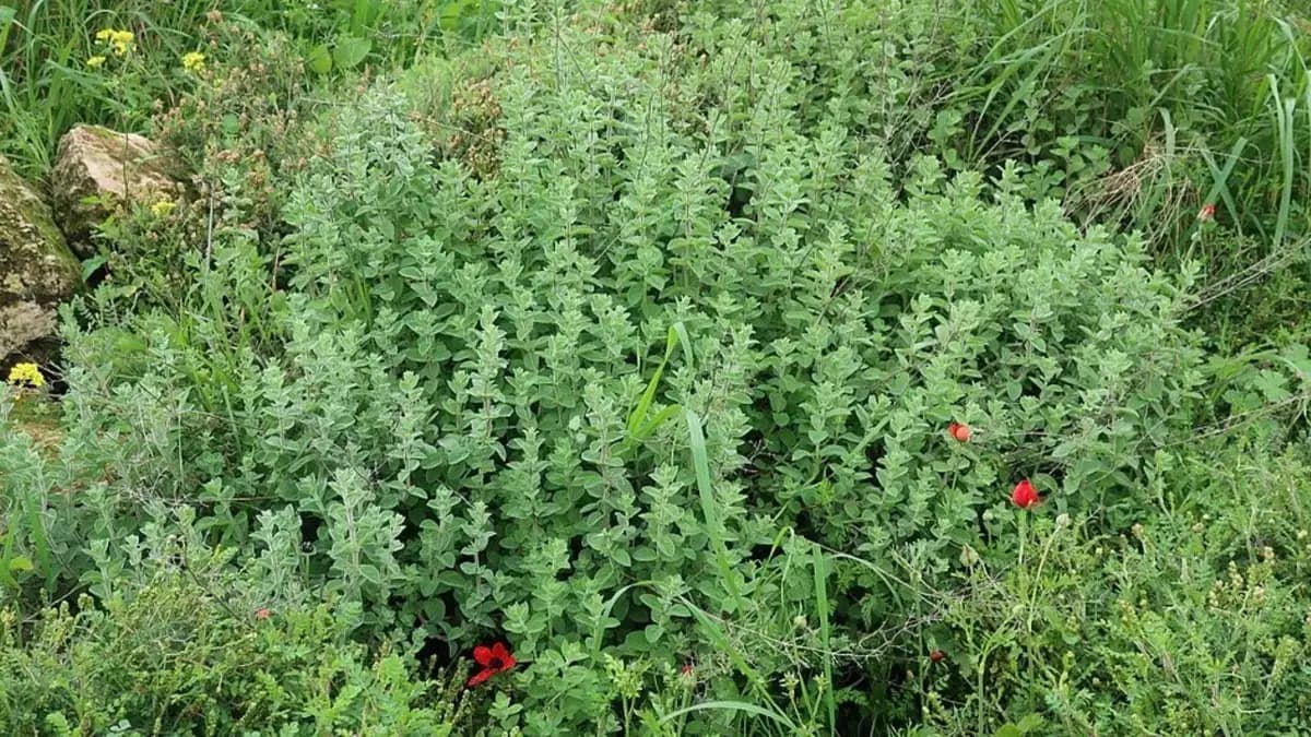 Plantas aromáticas en la terraza: cuidados y beneficios